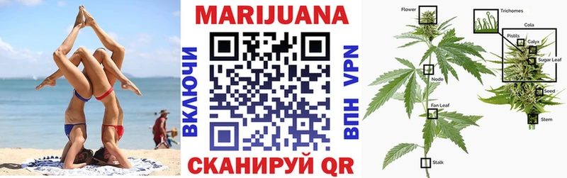 Каннабис SATIVA & INDICA Канаш